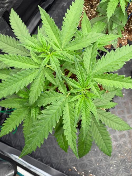 Royal Cut 👑. Week 5