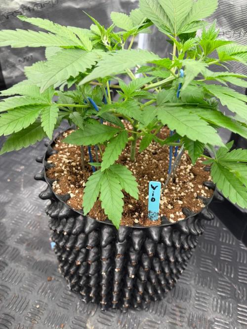 Queen of frost 👸. Week 5