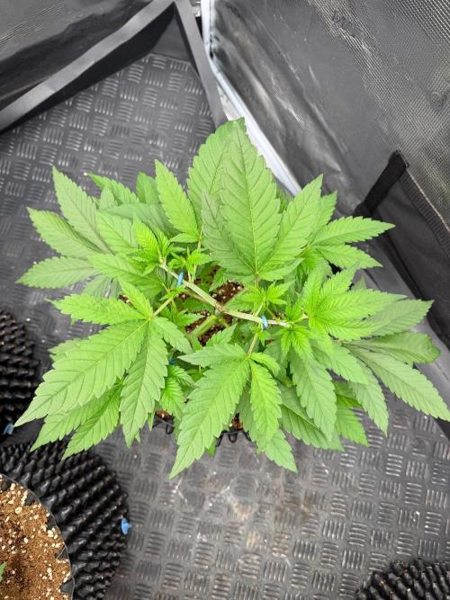 Queen of frost 👸. Week 5