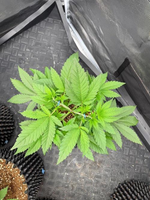 Queen of frost 👸. Week 5