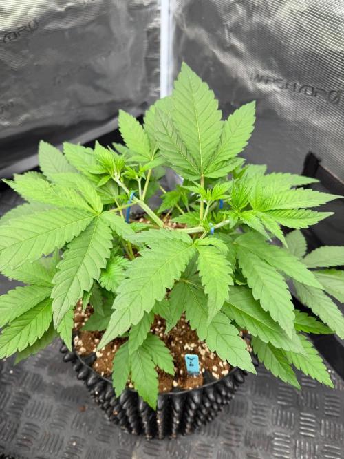 White Widow. Week 5