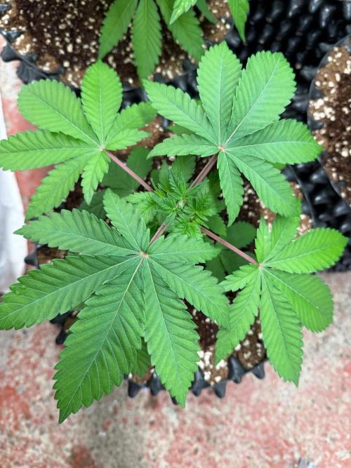 La Bomba x Cherry Crush. Week 5