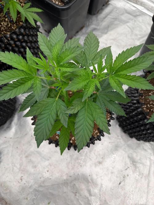 Chama 🗿. Week 7