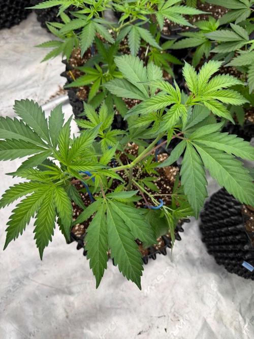 Candy Store 🍭. Week 7