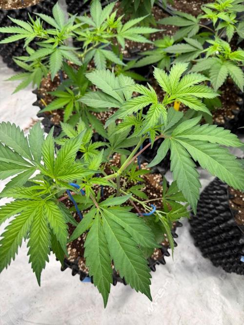 Candy Store 🍭. Week 7