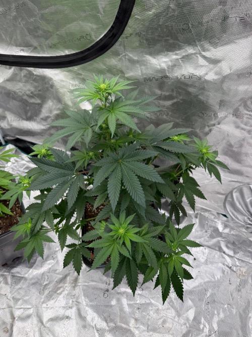 Melonade 🍈. Week 8