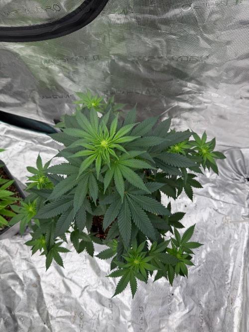 Melonade-K. Week 8