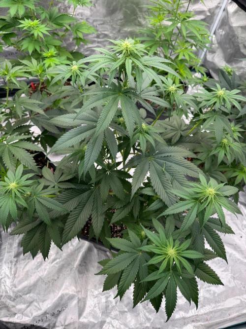 Grow Tent 150x150x200. Week 8
