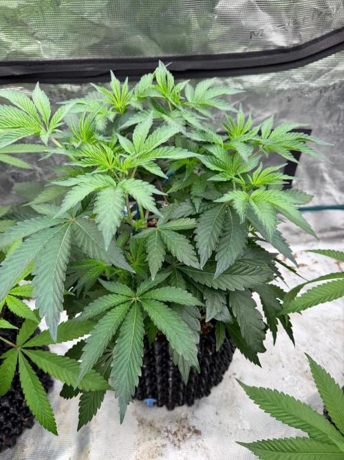 Golden Peach 🍑. Week 8