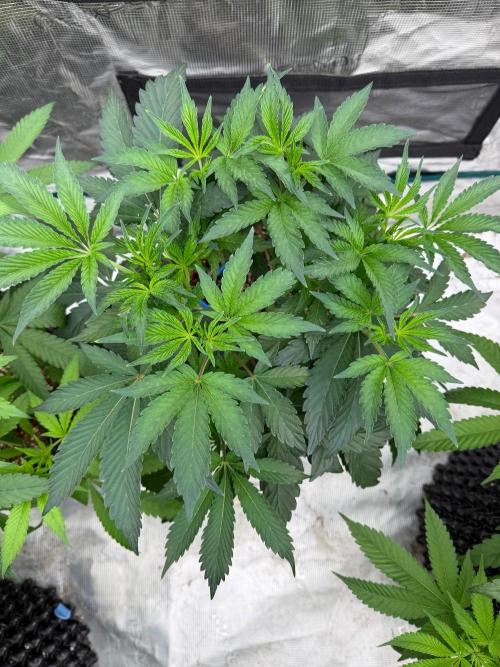 Golden Peach 🍑. Week 8