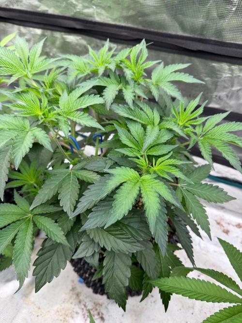 Golden Peach 🍑. Week 8