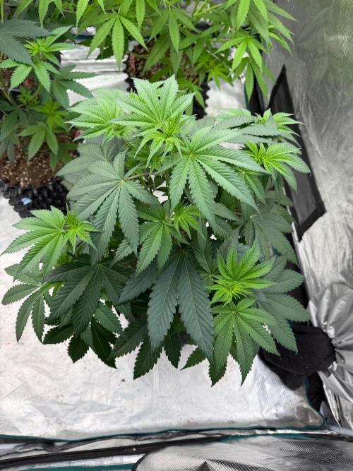 Bubble G 🍦. Week 8
