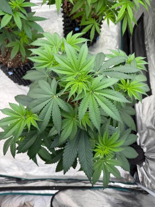 Bubble G 🍦. Week 8