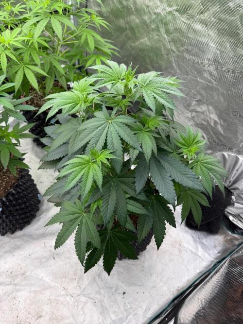 Bubble G 🍦. Week 8