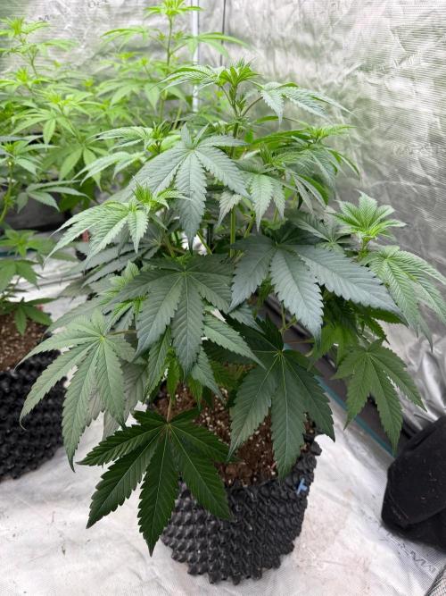 Bubble G 🍦. Week 8