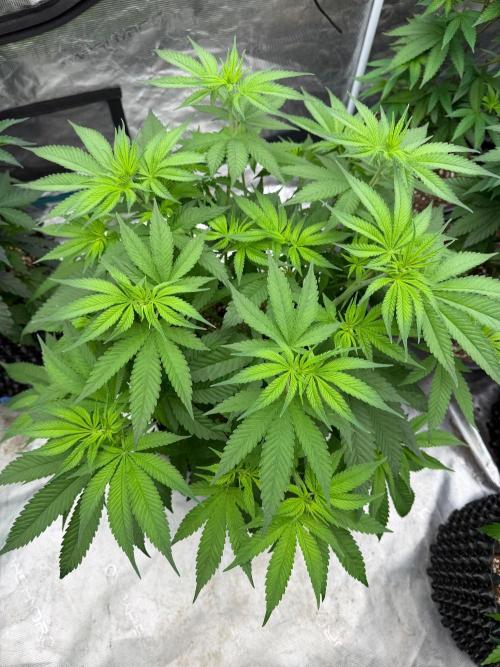 Shishka 🍋🥤. Week 8