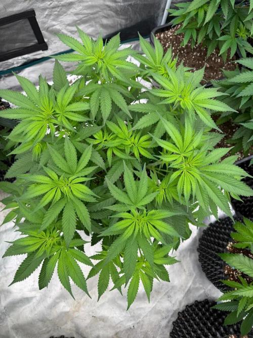 Shishka 🍋🥤. Week 8