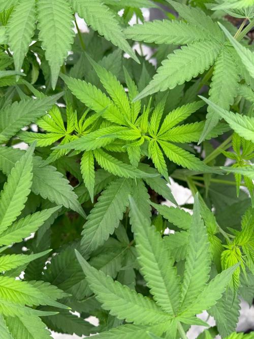 Shishka 🍋🥤. Week 8