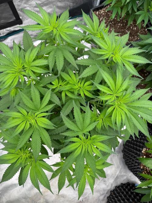 Shishka 🍋🥤. Week 8