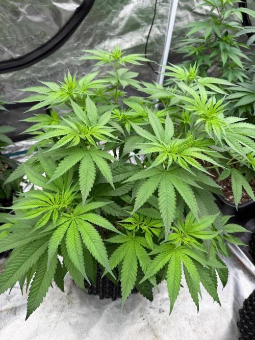 Shishka 🍋🥤. Week 8