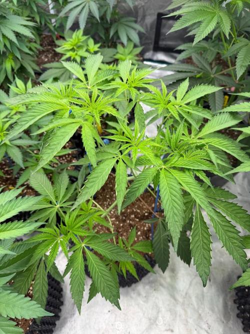 Ocean Fruit. Week 6