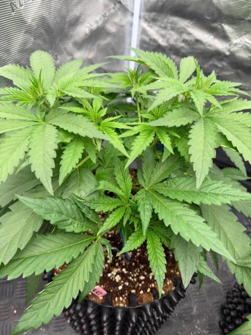 Lychee ㊗️. Week 6