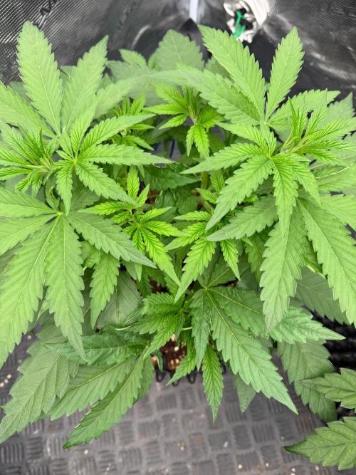 Lychee ㊗️. Week 6