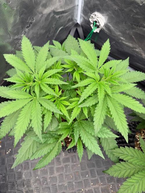 Lychee ㊗️. Week 6