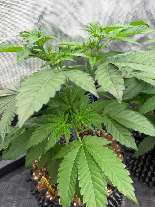 Magic Guava 🍐🍓. Week 6