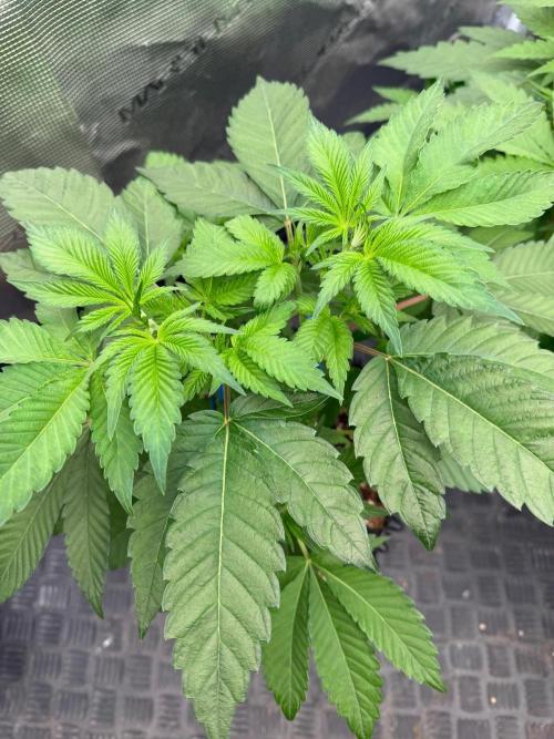 Magic Guava 🍐🍓. Week 6