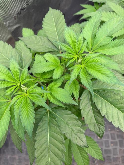 Pure Guava. Week 6