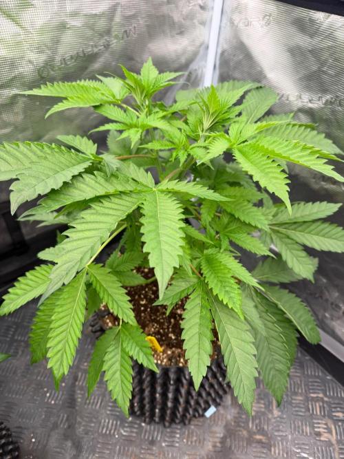 Strawberry 🍓. Week 6