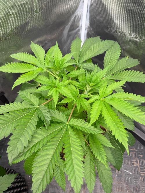 Strawberry 🍓. Week 6