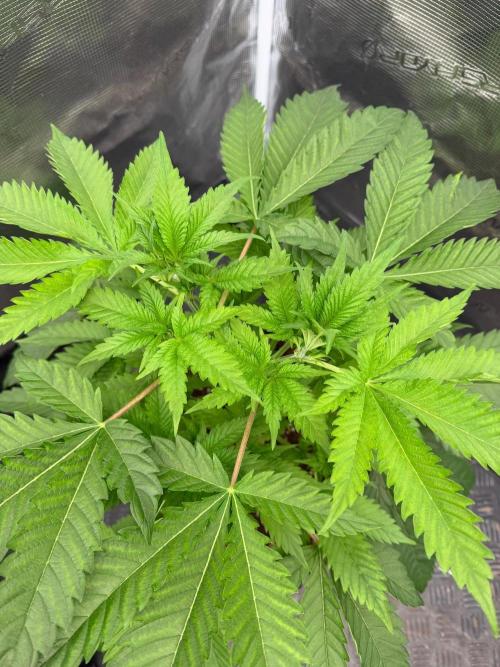 Strawberry 🍓. Week 6