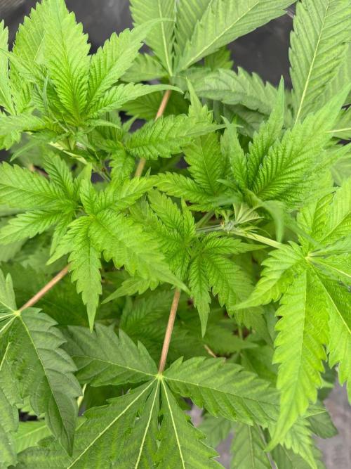 Strawberry 🍓. Week 6