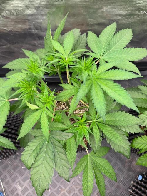Blueberry x ocean fruit. Week 6