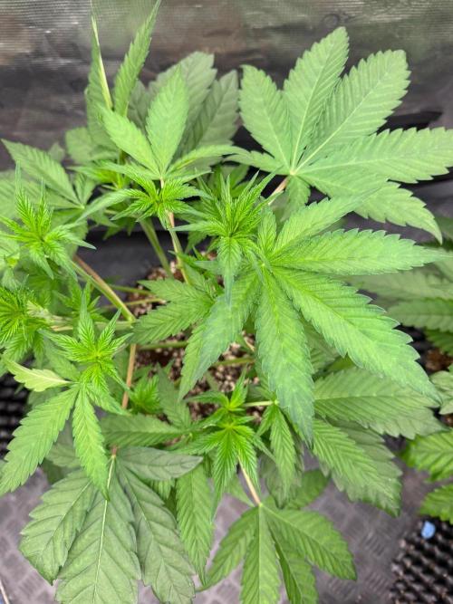 Blueberry x ocean fruit. Week 6