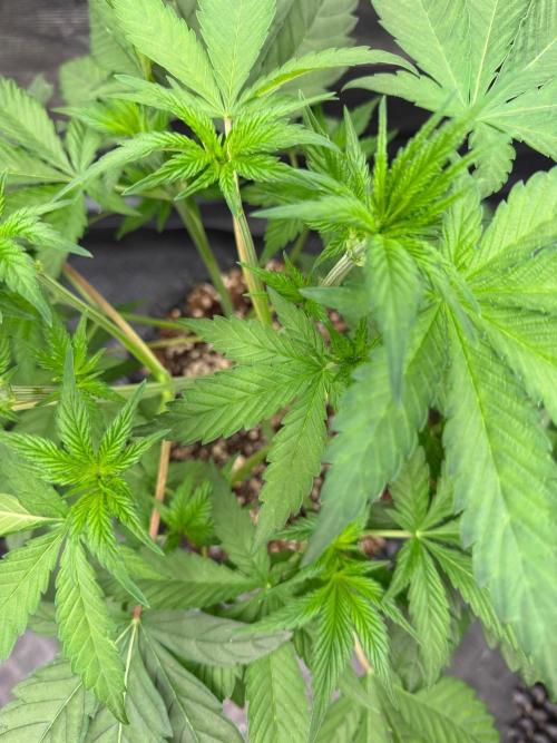 Blueberry x ocean fruit. Week 6