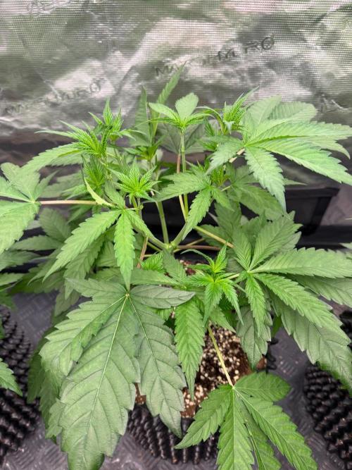 Blueberry x ocean fruit. Week 6