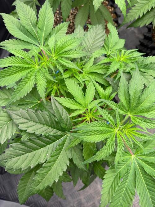 🍓🍪 x 🍋🍒. Week 6