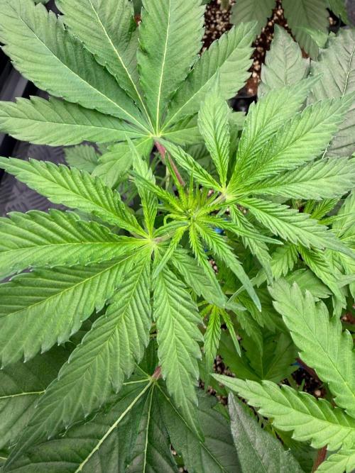 🍓🍪 x 🍋🍒. Week 6