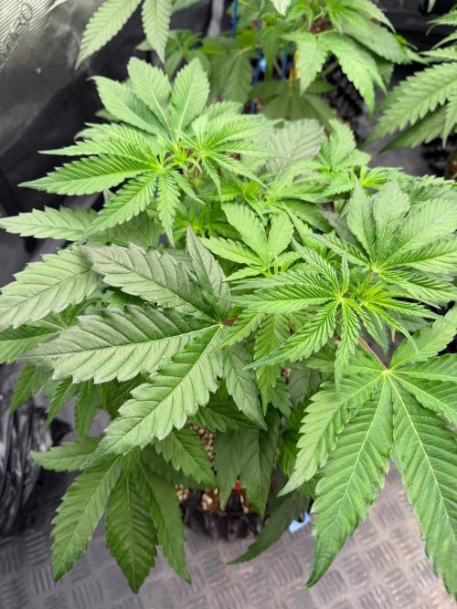 🍓🍪 x 🍋🍒. Week 6