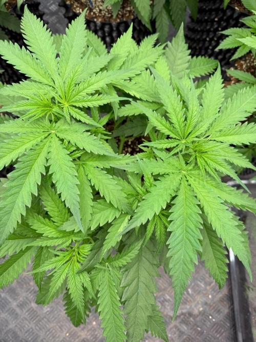Royal Cut 👑. Week 6