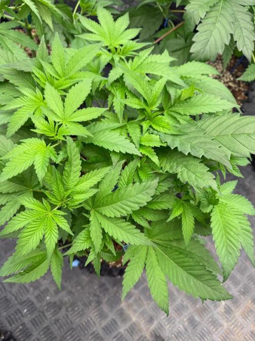 Queen of frost 👸. Week 6