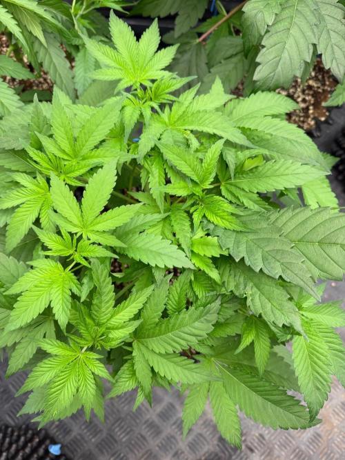 Queen of frost 👸. Week 6
