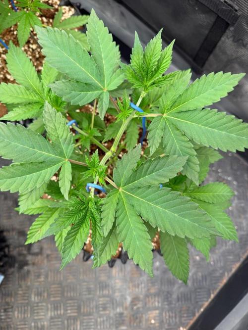 La Bomba x Cherry Crush. Week 6