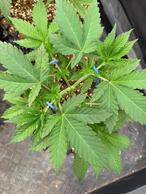 La Bomba x Cherry Crush. Week 6