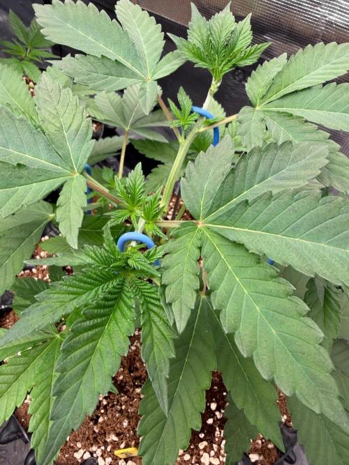 La Bomba x Cherry Crush. Week 6