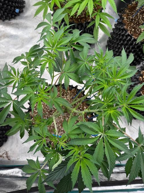Golden Peach 🍑. Week 9