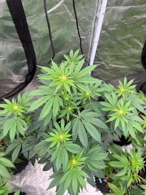 Bubble G 🍦. Week 9